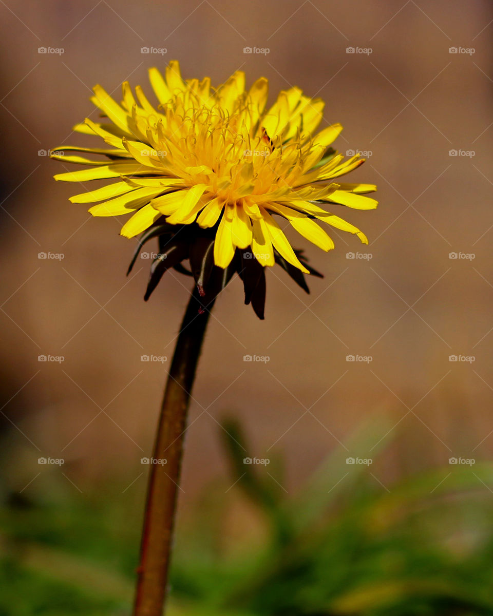 Dandelion