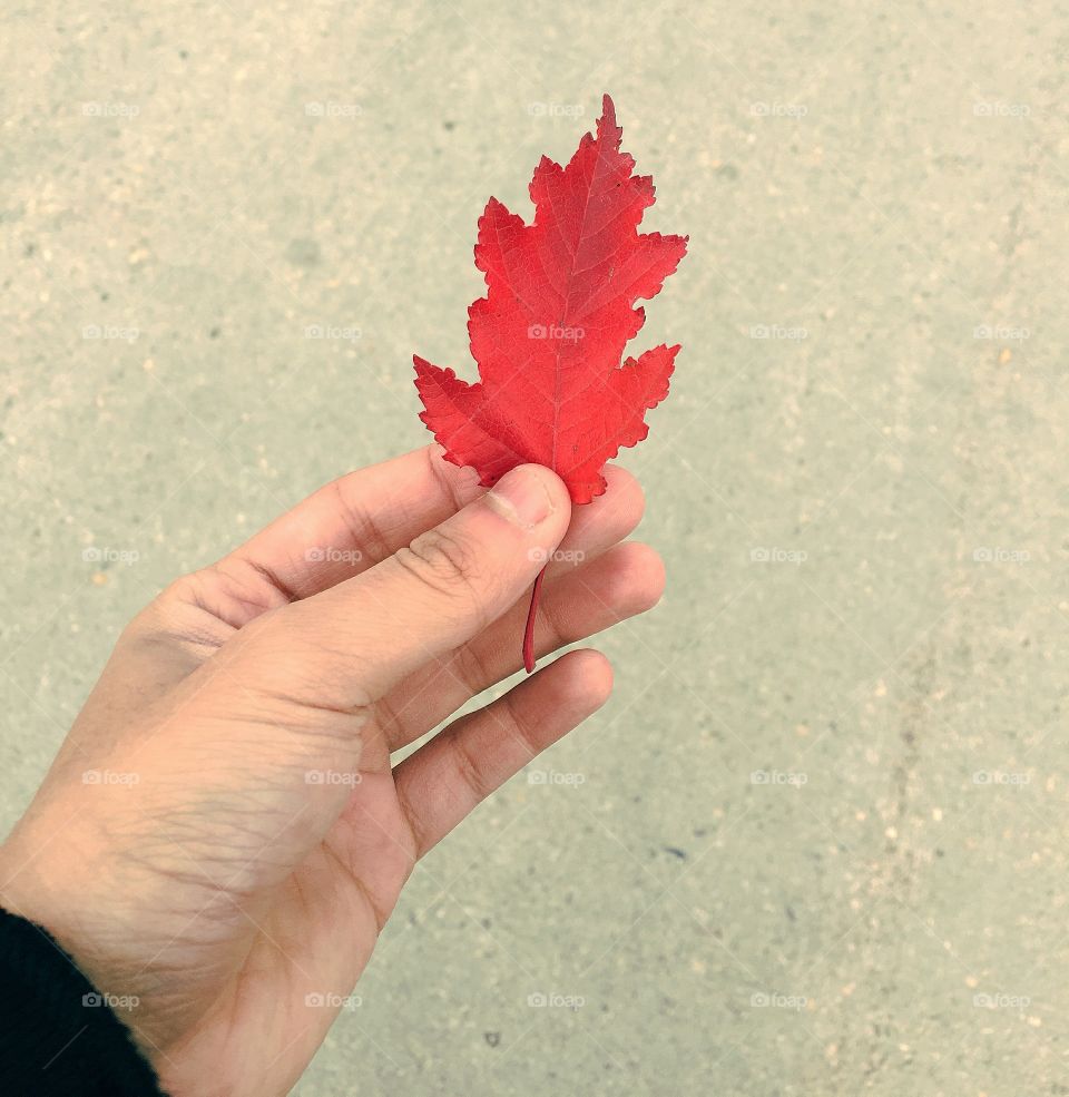 Leaf, Nature, Fall, Hand, Beautiful