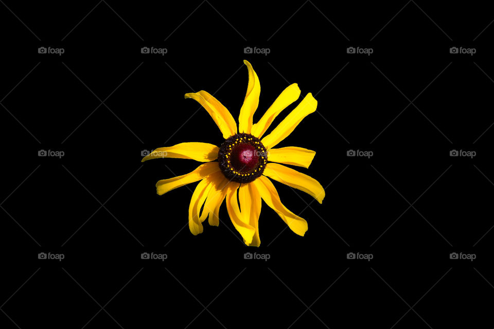 Sunflower in black background