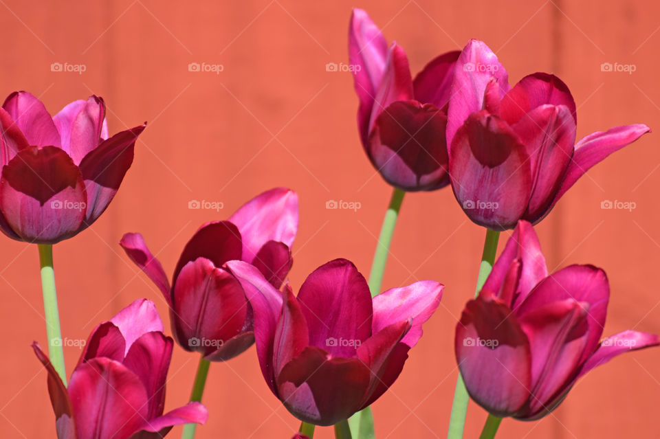 tulip