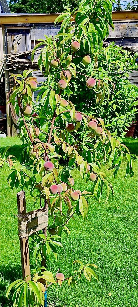 Large ripe peaches are ready to be harvested from the relatively small tree whose branches hang heavy with fruit in the garden of the beautiful one story house in “Lower Bavaria”, Germany that we know well. 2024. Hypnotic Productions