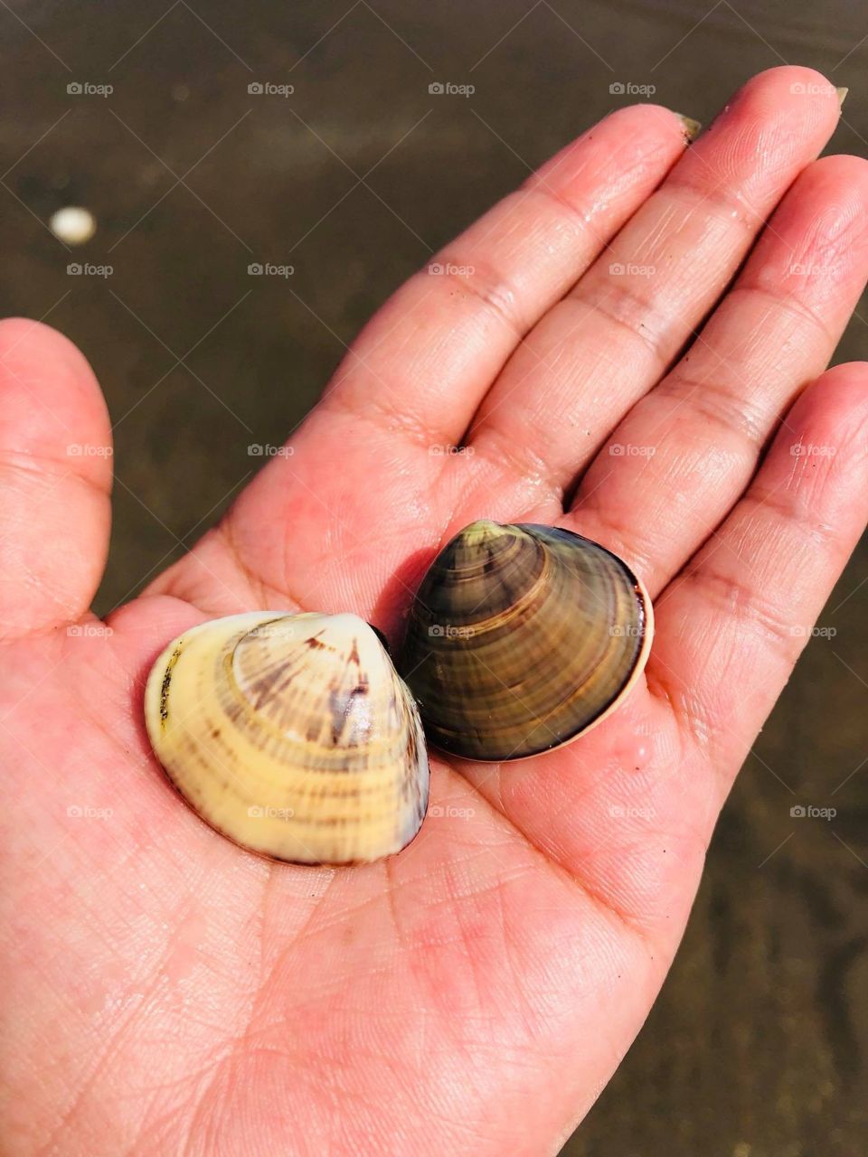 These tiny little shells hold the ocean’s deepest secrets... just like our hearts, occupying a small place in our body, yet carries the heaviest of pains that the world will never ever know...