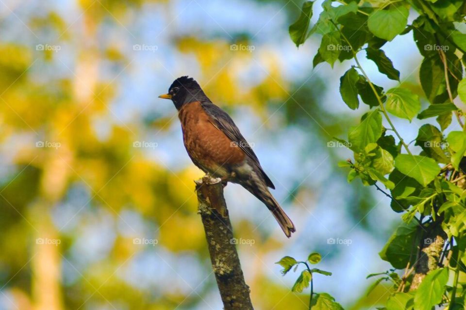 Wildlife,birds ,robin