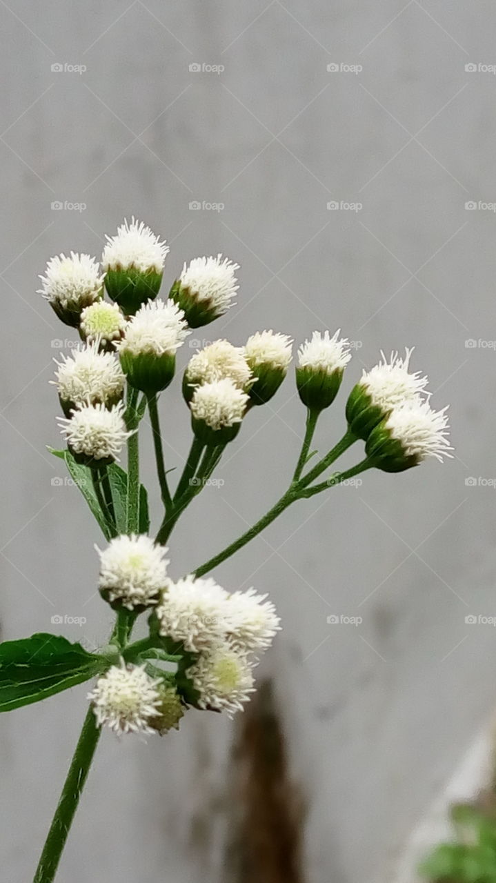 babadotan flower