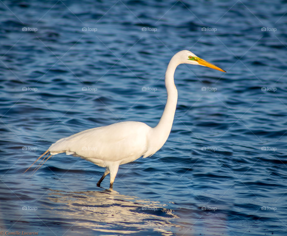 A Great White Egret wading through the water