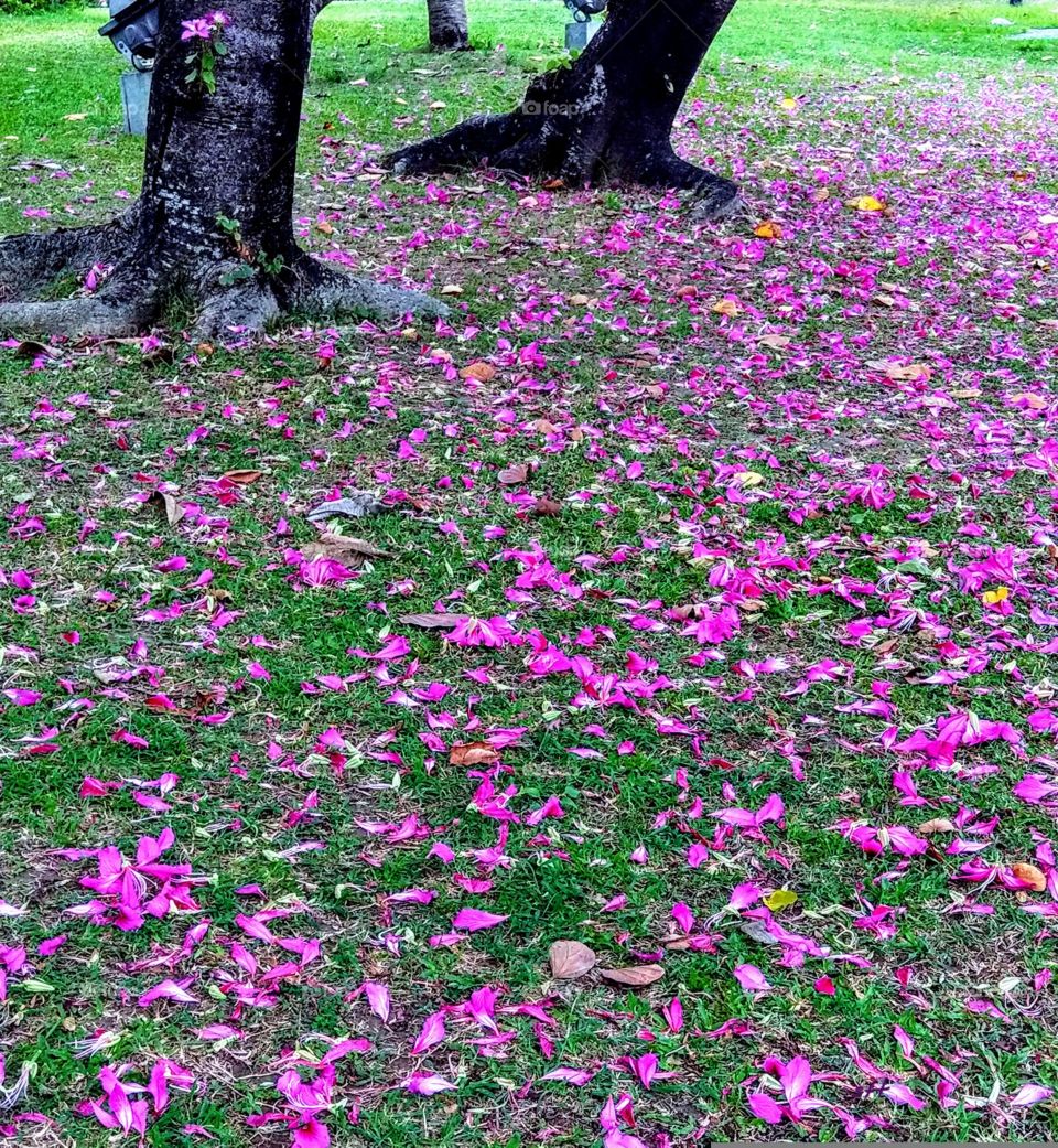 Many petals and flowers of orchid tree on the grass, that color is very beautiful and the air is full of the fragrance of flowers.