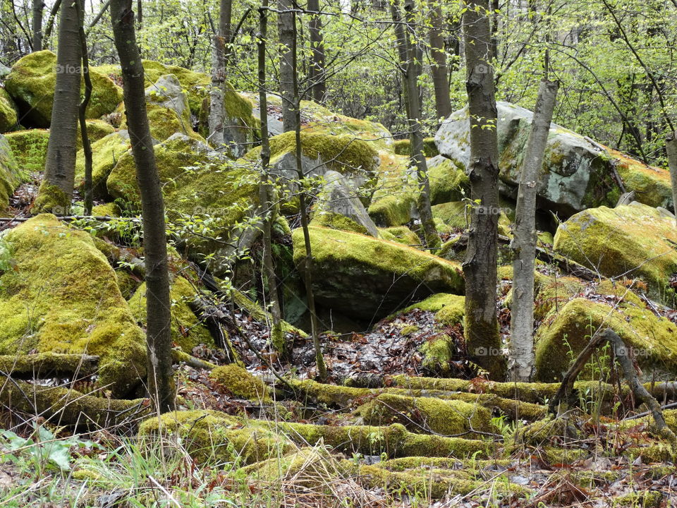 Scenic view of mossy rock in forest