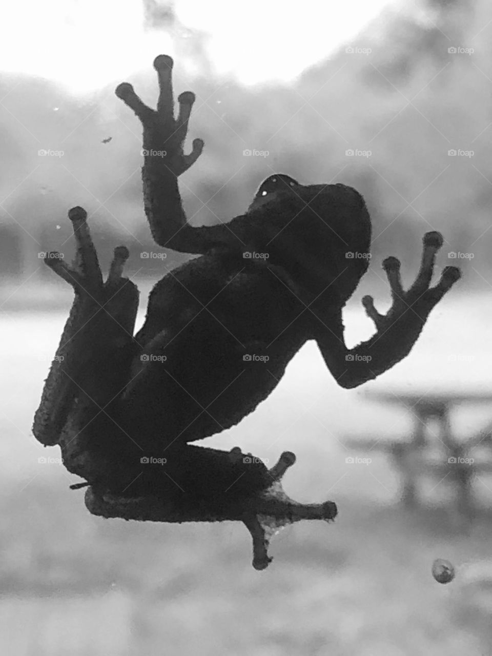 So it’s a rainy and dreary day here at the ranch in Texas, and a frog decided to get out of the rain and hang out on our porch door window!! 🐸