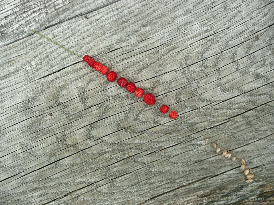 wild Strawberries on a straw