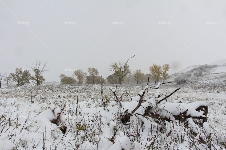 wintery white scene with fall leaves on the trees still.