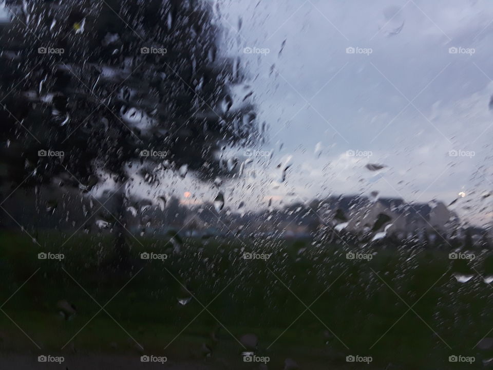 rainy window trees