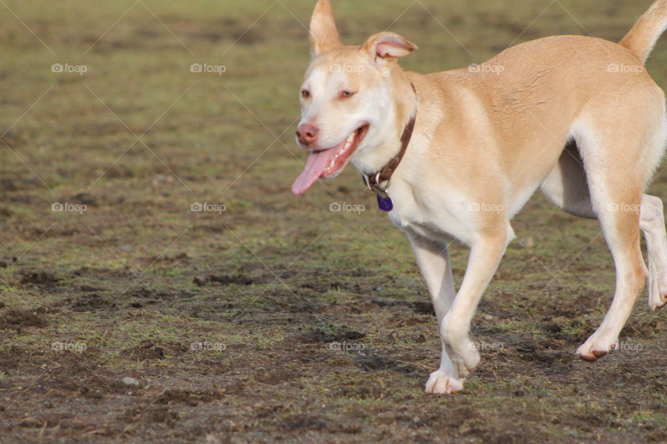 It was dog park time today and it was very busy!  This pup was really crazy and tried to engage every dog for playtime! Super friendly pup!