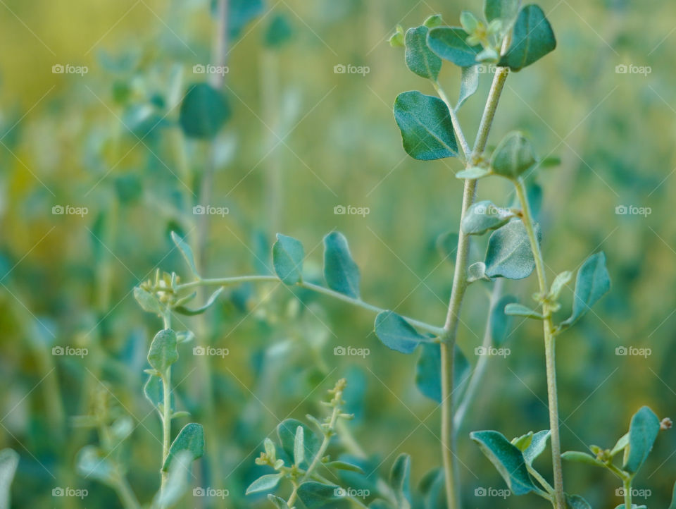 Portraits of plants 