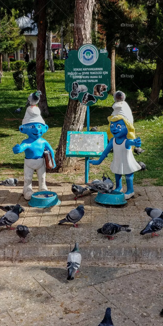 birds