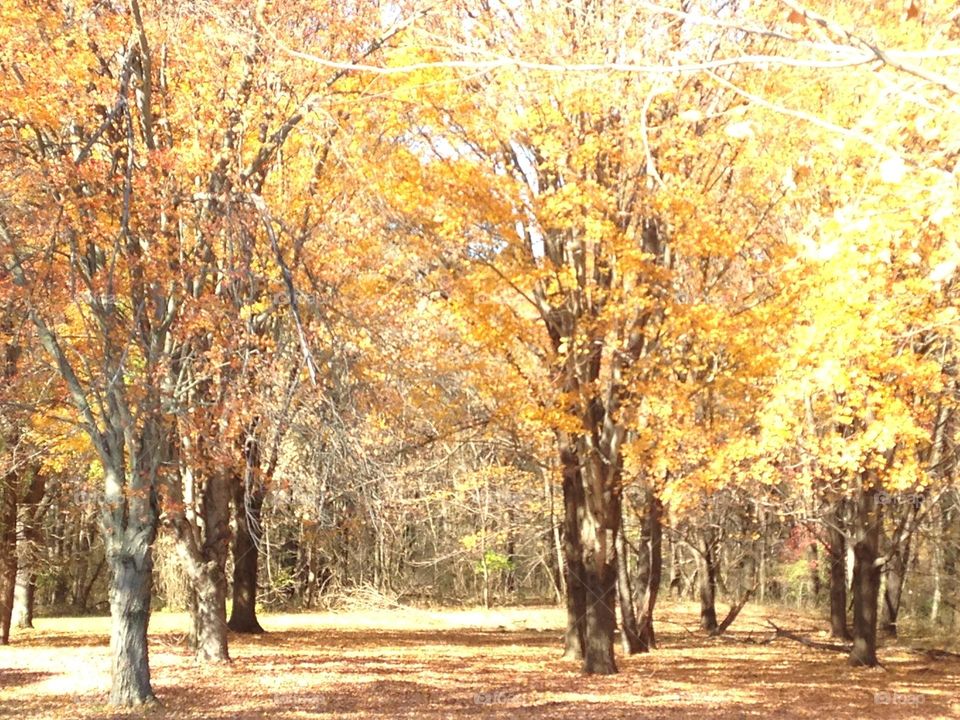 Yellow leaves adorn the trees at Monmouth Battlefield State Park in Manalapan Township, NJ. 