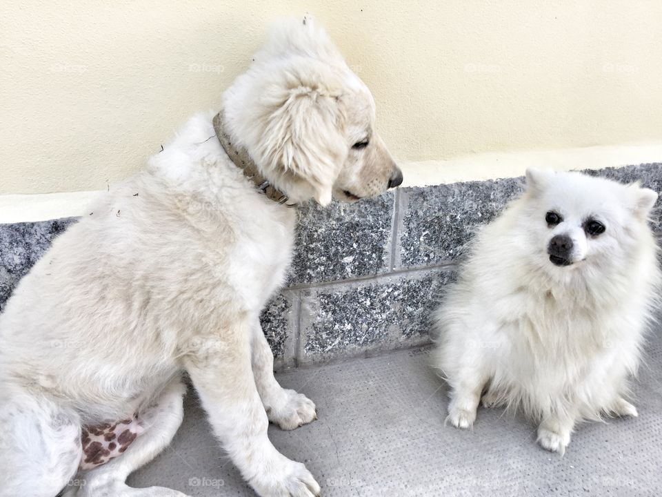 White dogs . Beauty white dogs are looking each other