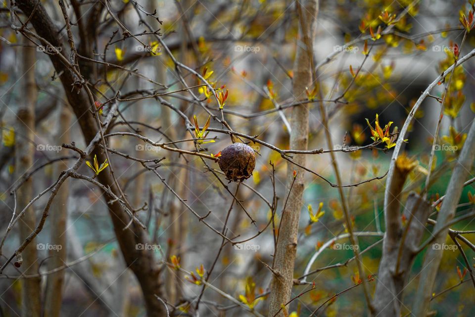 A close up of pomegranate in the garden.