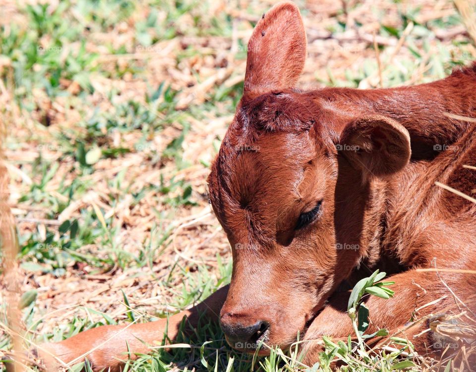 calf