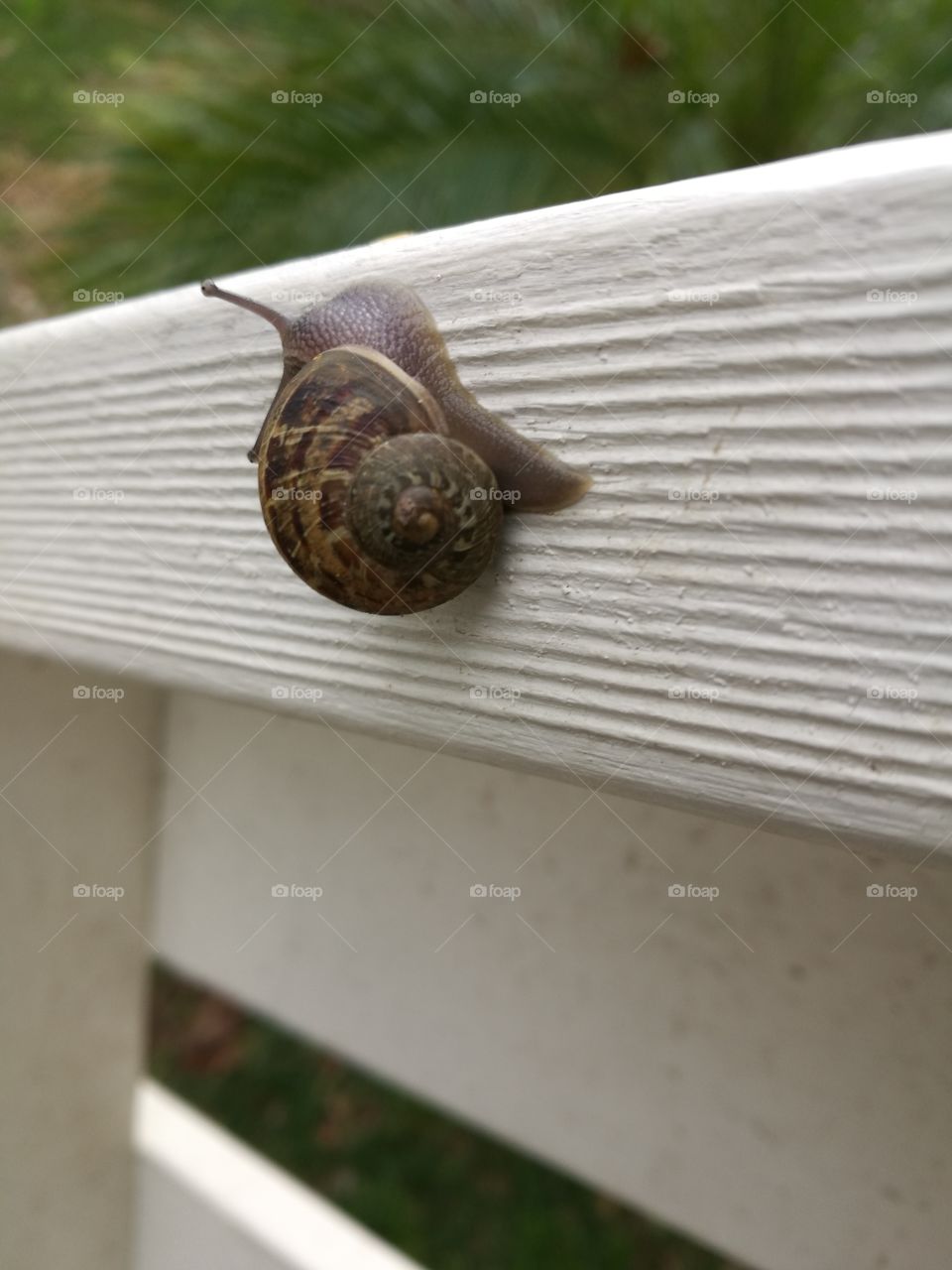 Snail on a rail