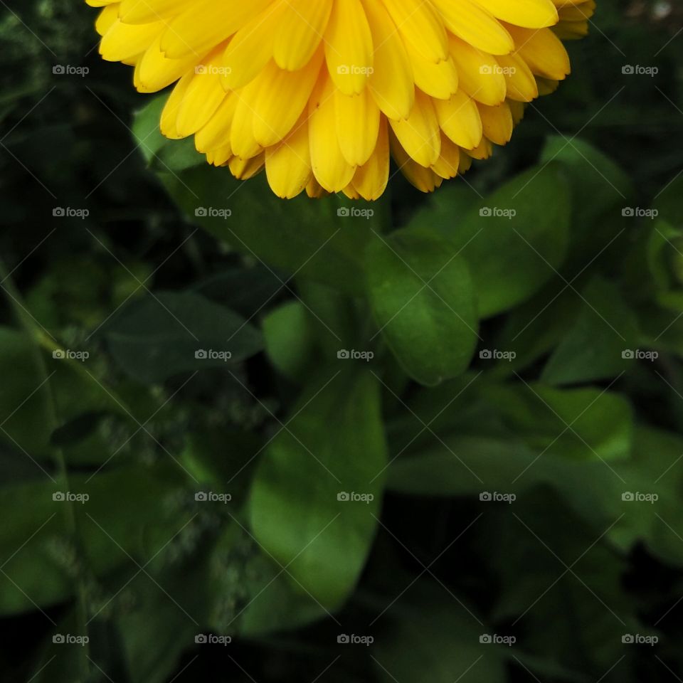 Nature, Flower, Flora, Summer, No Person