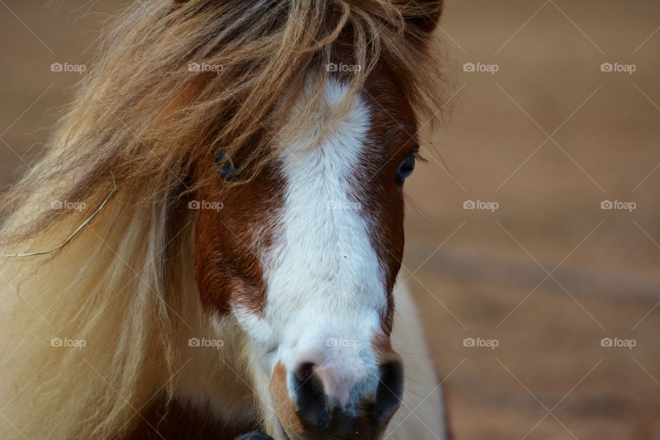 Close-up of young foal