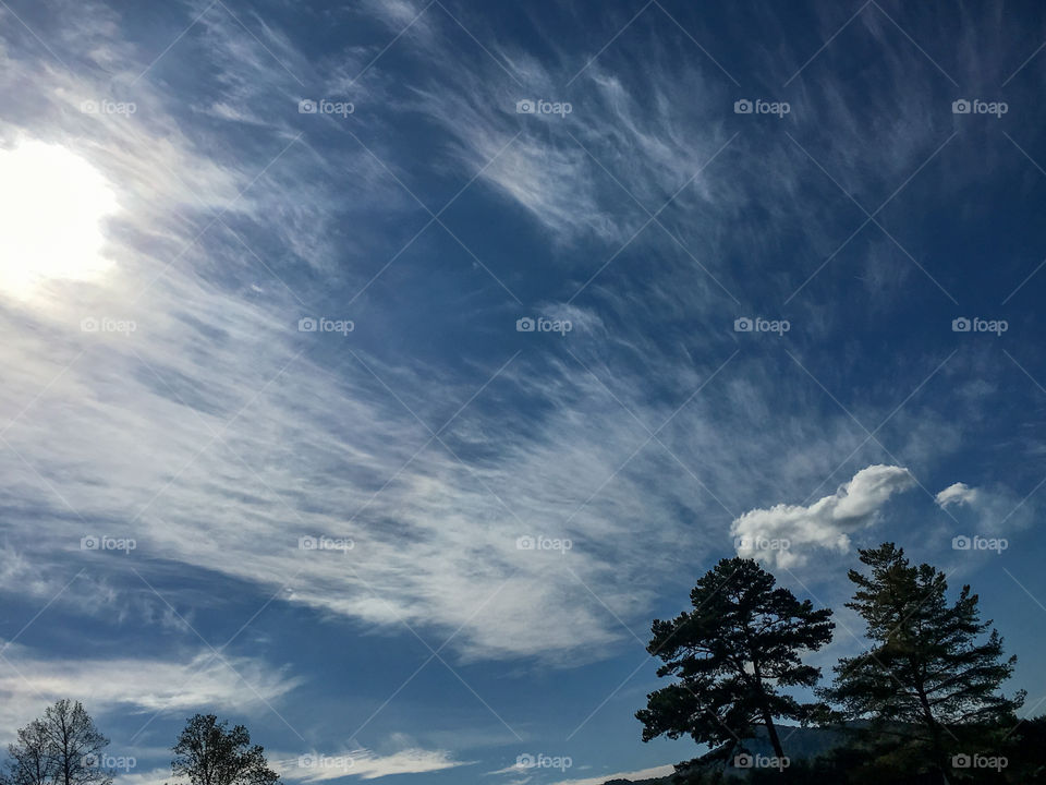 Trees and against blue sky and wispy clouds