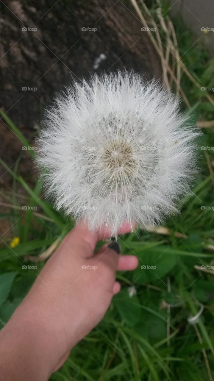 Eine Blume