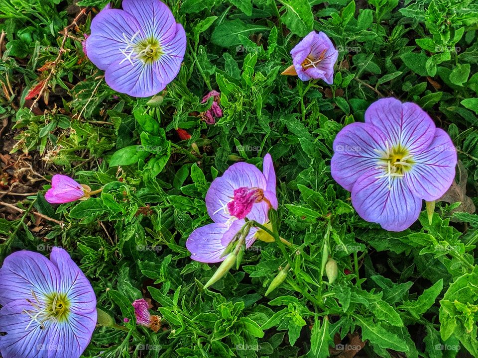 Pretty Purple Poppies