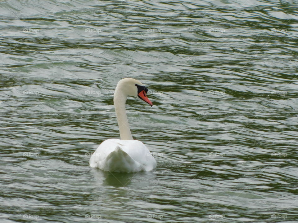 Swan
