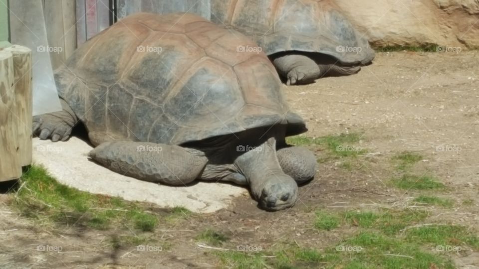 tired tortoise