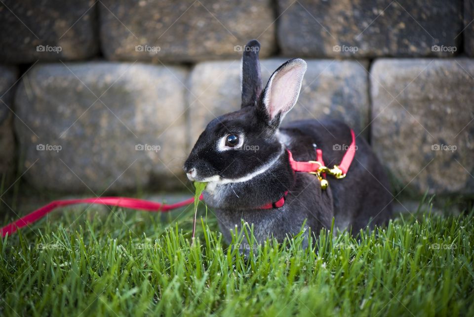 Bunny portrait on the front lawn. 