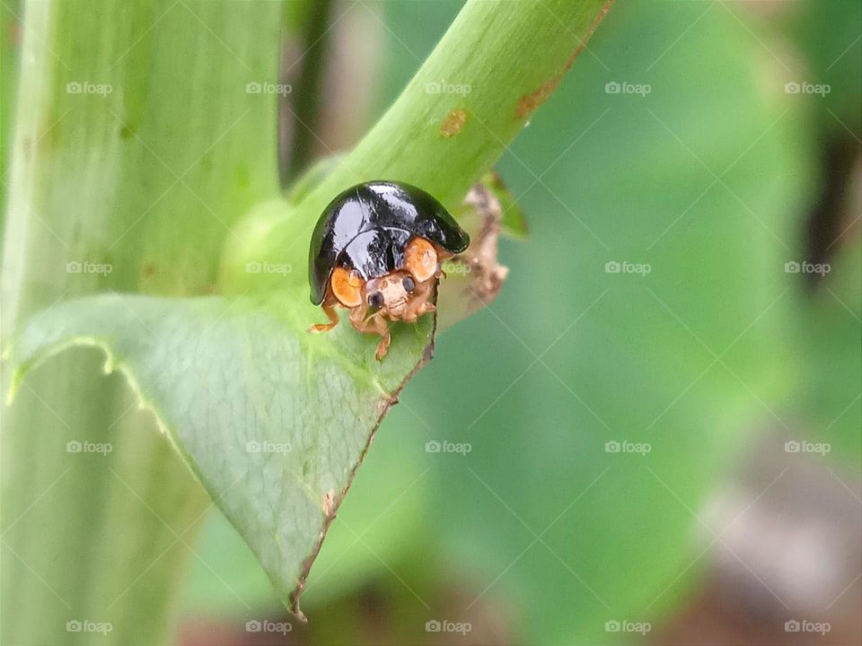 Black ladybug on the leaf.