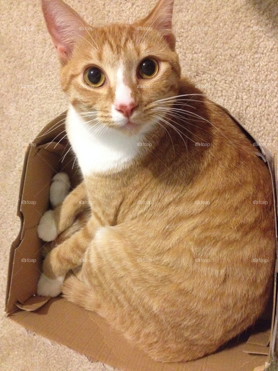Cat. Cat in box
