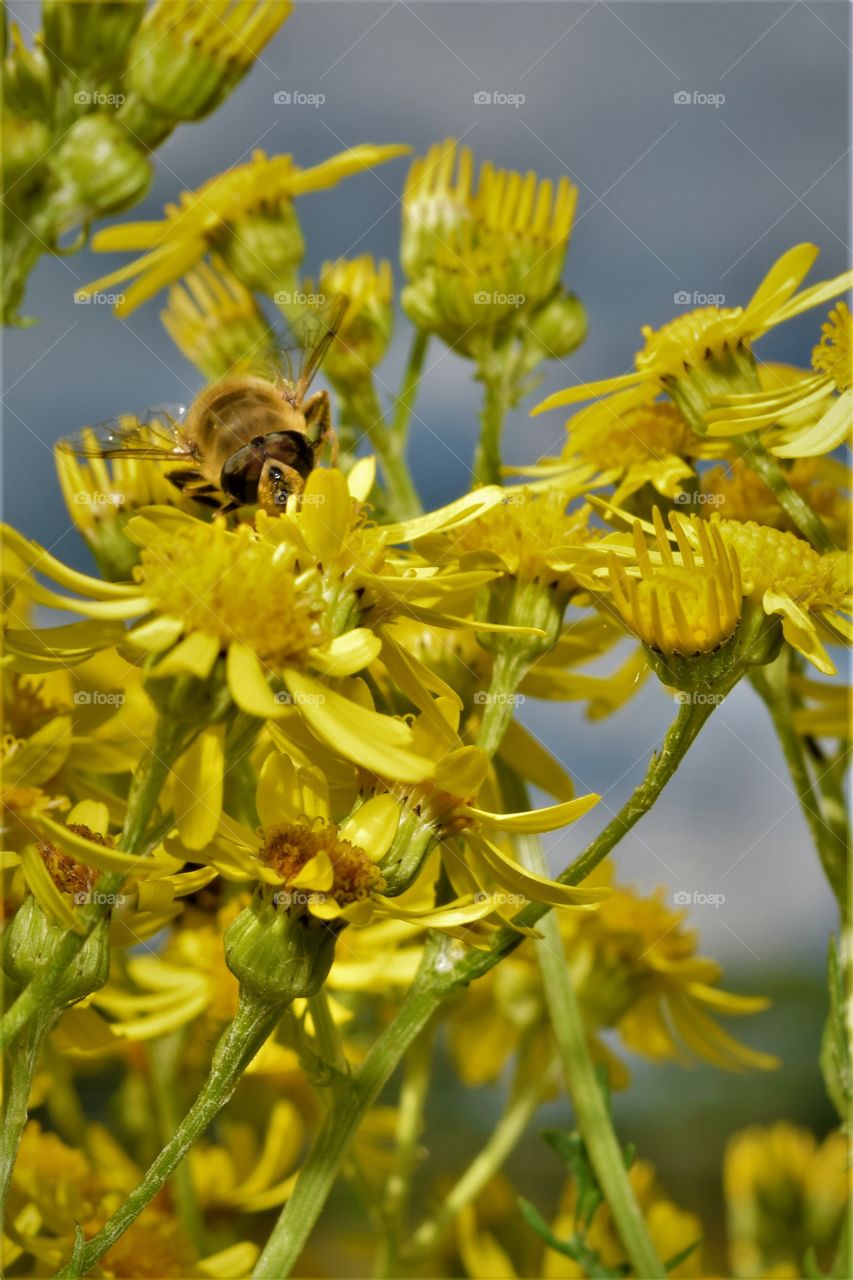 yellow flowers with bee looking  straight into the camera