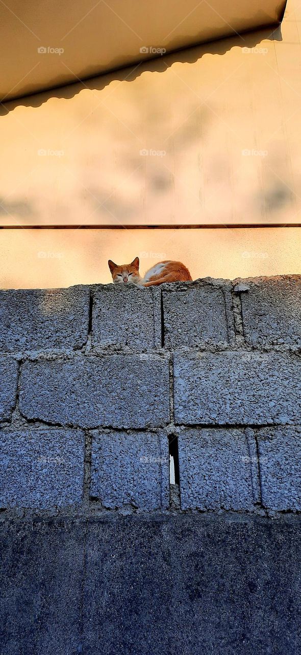 The cat is resting on the wall of a house