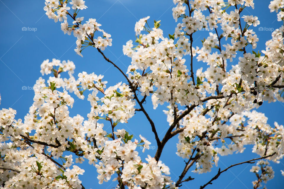 White blossoms