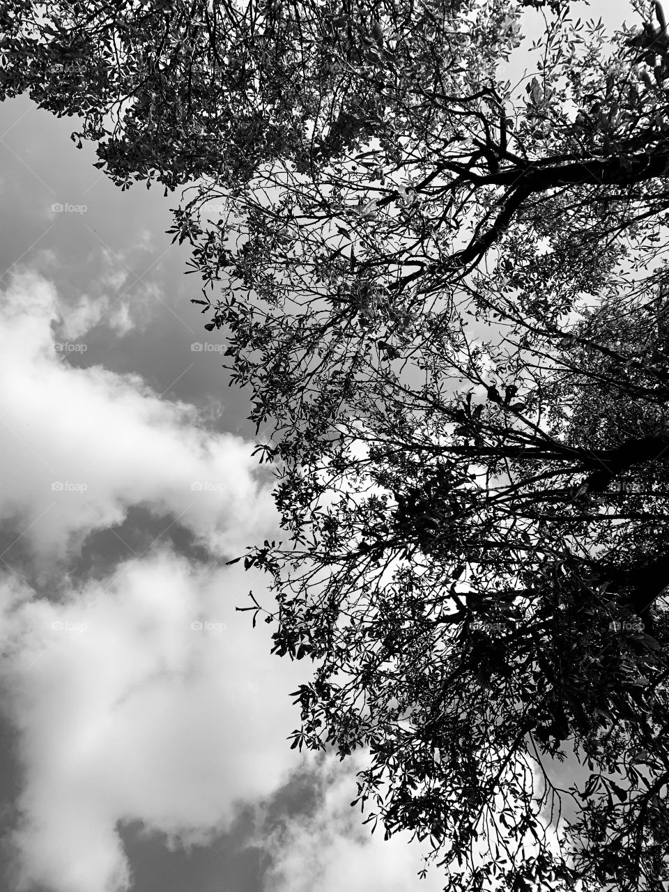 Tree over my head.Garda Lake 