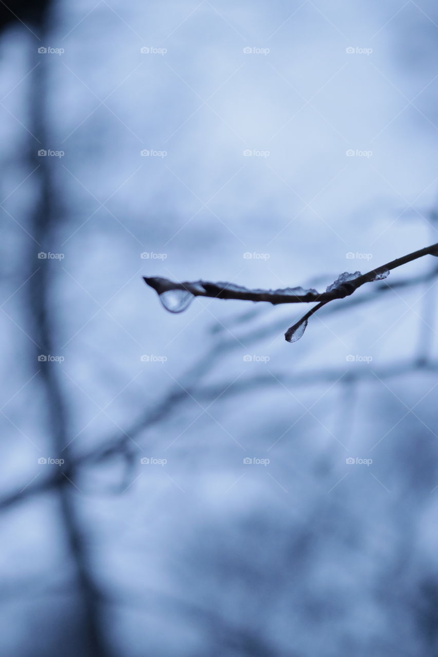 Water droplets on the branches of a tree in the forest.