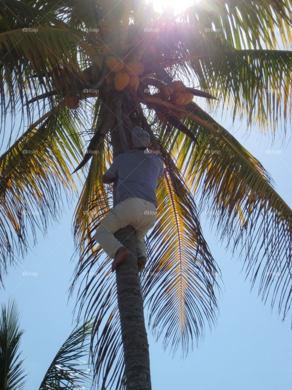 Coconut tree climber