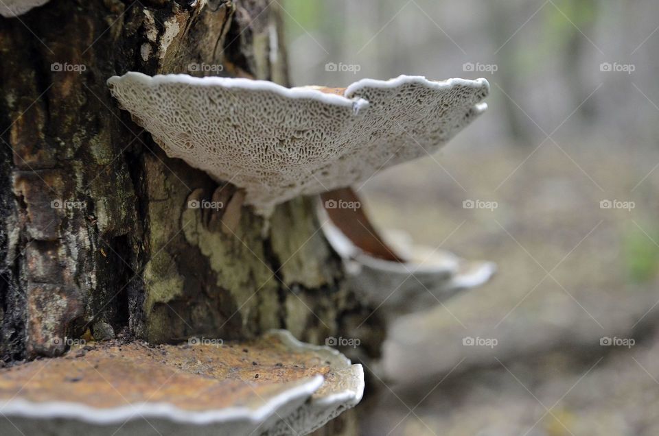 No Person, Nature, Wood, Fungus, Outdoors