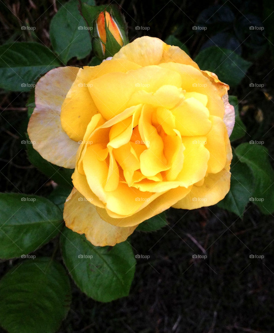 garden yellow summer rose by justaphoto
