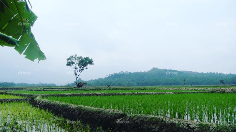 sawah dan gunung