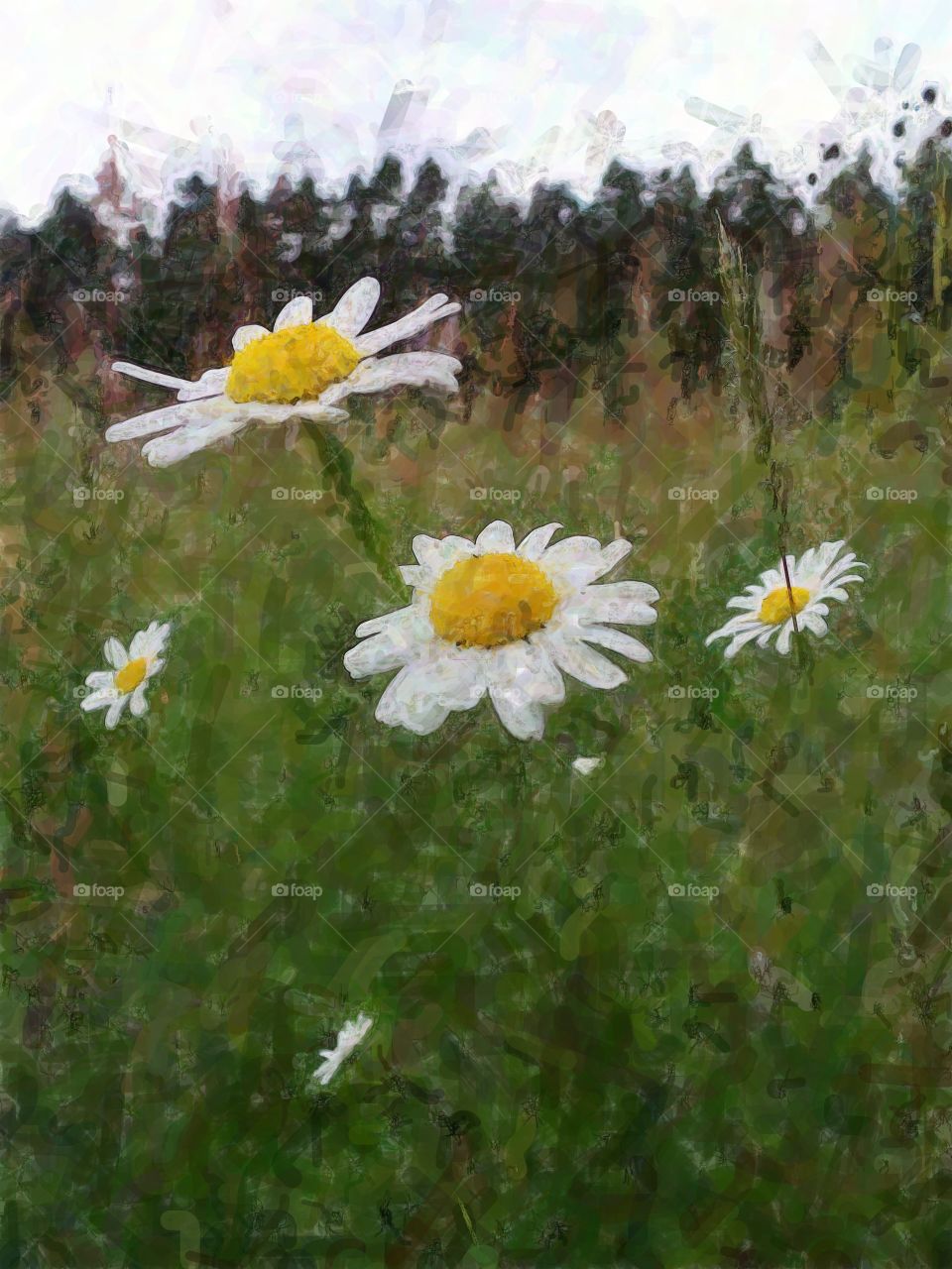 flowers. sumer time and daisies