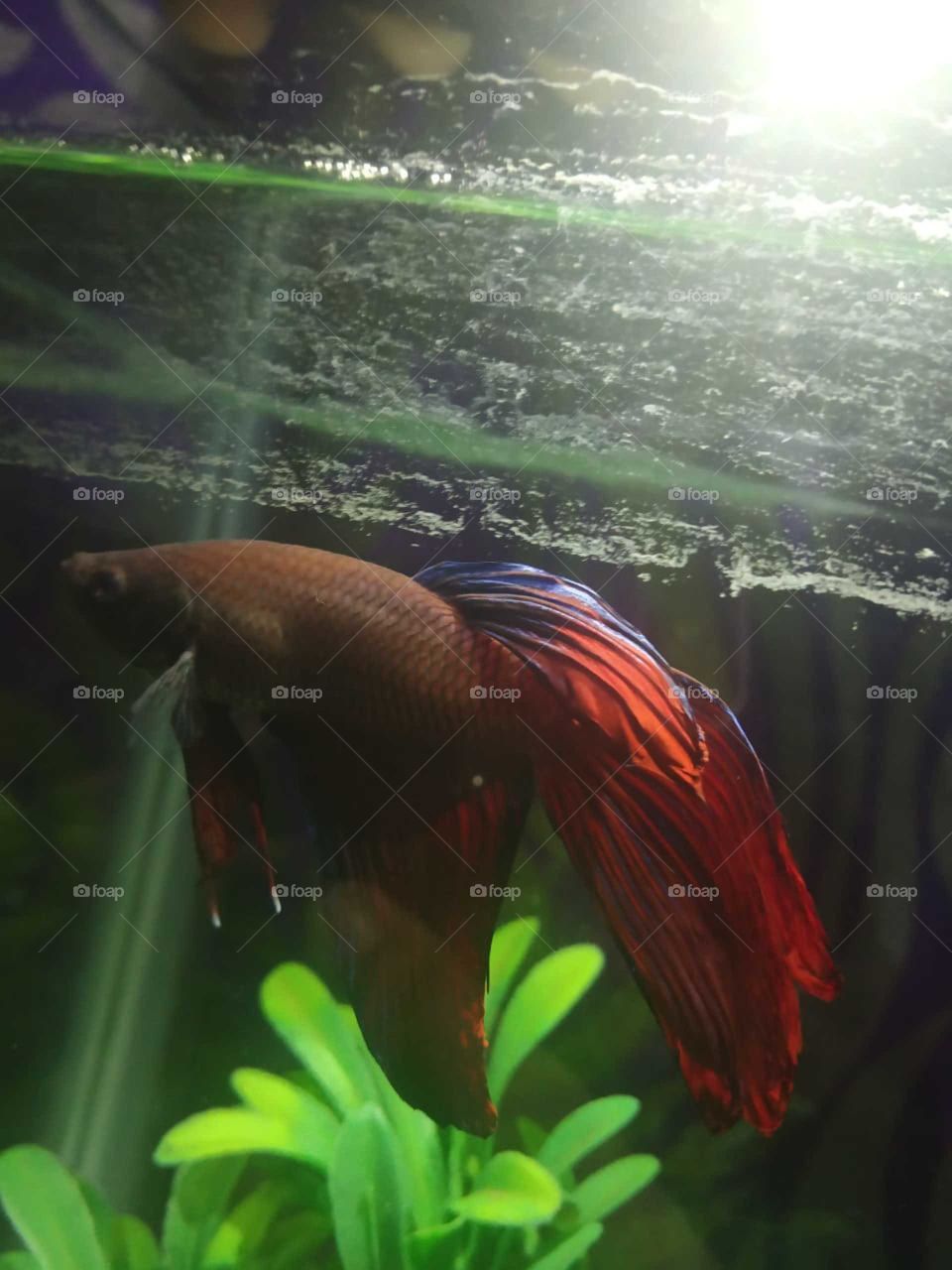 Betta