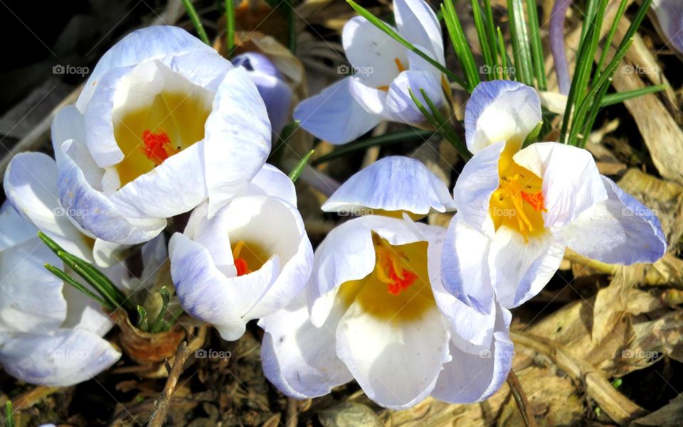 Spring crocus