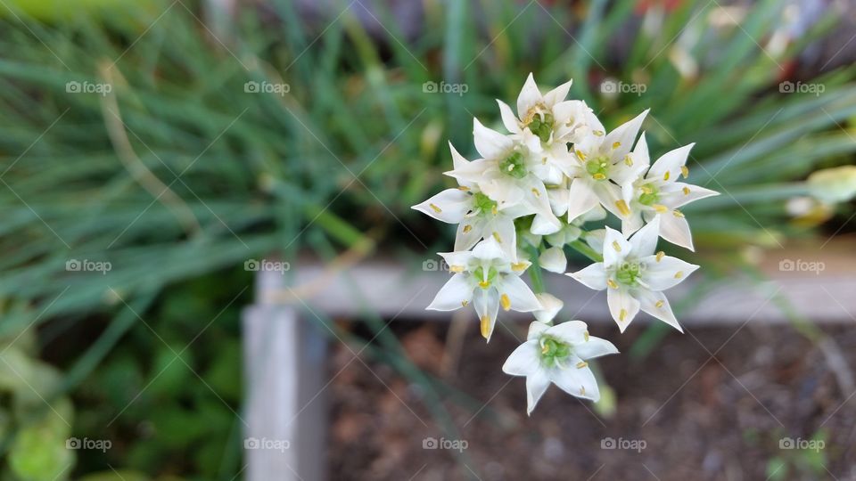 Garlic Chive Blossom