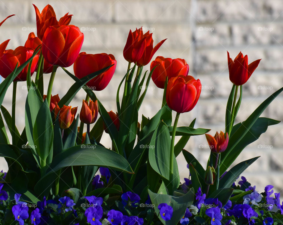 tulip floder spring