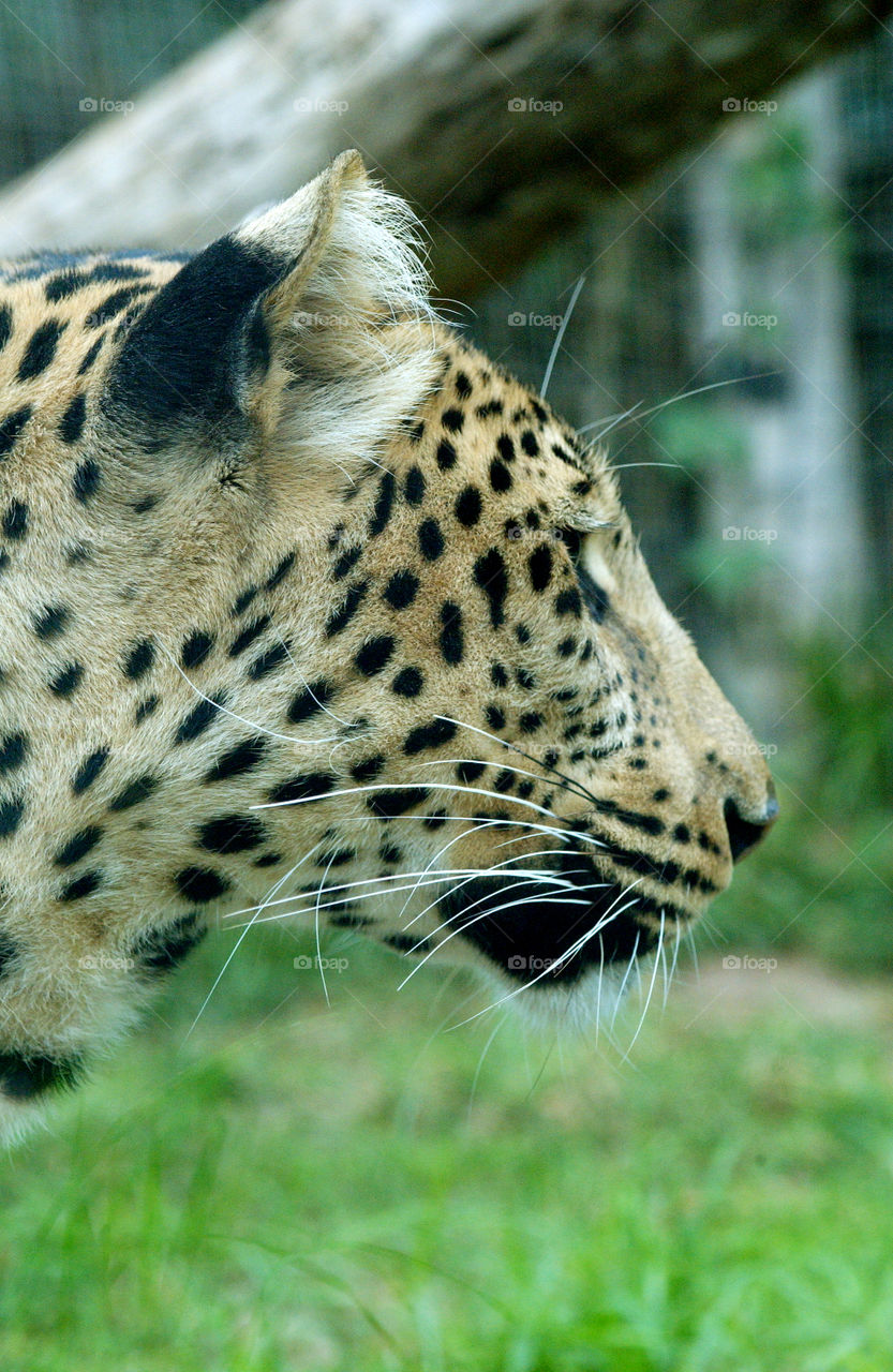 Leopard in a Zoo.