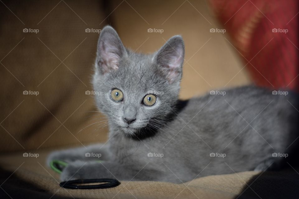 Close-up of a kitten