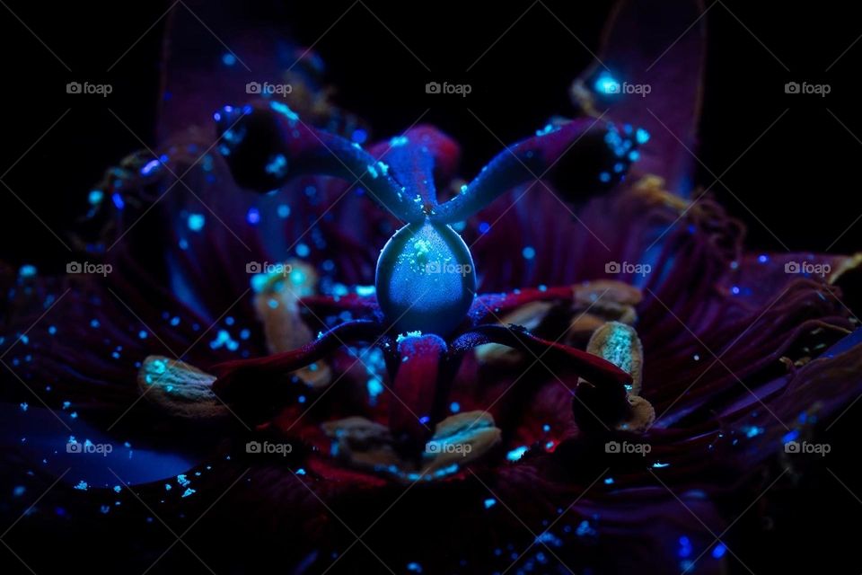 Pollen covered Maypop glowing in the night.